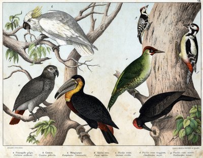 a: Grå papegøye (Psittacus erithacus), b: Cacatoes papegøye (Cacatua galerita), c: Tukan (Ramphastos temminckii), d: Svart hakkespett (Picus Martius), e: Grønn hakkespett (Gecinus veridis), f: Store rødspett ( 1) Dendrocopus minor i) - "Natural History of av Unknown artist
