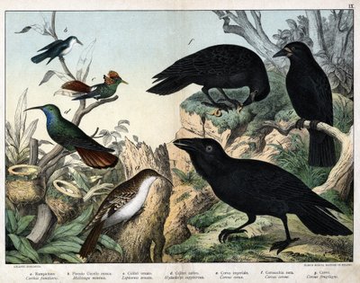 a: Grimpereau (certhia familiaris), b: Liten fluefugl (Mellisuga minima), c: Utsmykket kolibri (Lophornis ornata), d: safirkolibri (Hylocharis sapphirina), e: Keiserravn (Corvus corax), f: Svartkråke ( Corvus Corone), g: Ravn (Corvus fruktig gi av Unknown artist