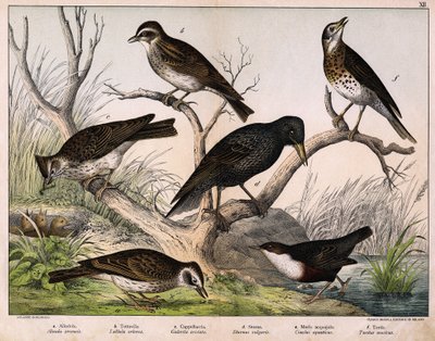 a: Nordlerke (Lark arvensis), b: Lulu lerke (Lullula arborea), c: Cappellaccia (Galerita cristata), d: Sansonnet star (Sturnus vulgaris), e: And (Cinclus aquaticus), f: Trost (Turdus musicus) - i "Fuglenes naturhistorie", red. Hoepli, Milano av Unknown artist