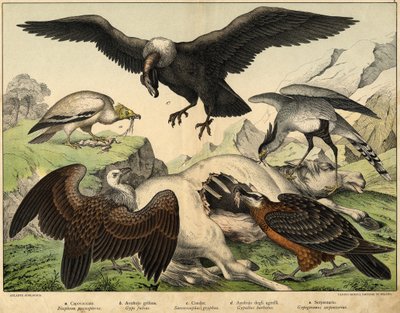 a: Percnopterus (Neophron percnopterus), b: Griffon gribb (Gyps fulvus), c: Condor (Sarcoramphus gryphus), d: Gribb av lam (Gypaëtus barbatus), e: Slange (Gypogeranus serpentarius) - i "Natural History of birds" utg. Hoepli, Milano av Unknown artist
