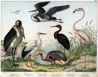 a: Phenicopterer eller Flamingo (Phoenicopterus roseus), b: Hvit stork (Ciconia alba), c: Svart stork (Ciconia migra), d: Marabout (Leptoptilus crumenifer), e: Hvit hegre (Ardea cinerea), f: Rød hegre ( Ardea purpurea) - i "Natural History of birds" "", re av Unknown artist