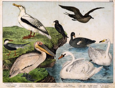 a: Havsvale (Sterna hirundo), b: Mellomsvale (Stercorarius pomatorhinus), c: Stormfugl (Thalassidroma pelagica), d: Albatross (Diomedea exulans), e: Pelikan (Pelecanus onocratalus), f: Kongesvane (Cygnus olor) ). ), g: Vill svane (Cygnus musicus), h: Wi av Unknown artist