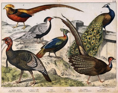 a: Sølvfasan (Euplocamus nycthemerus), b: Gullfasan (Thaumalea picta), c: Majestetisk fasan (Argus giganteus), d: Blåpåfugl (Påfugl cristatus), e: Lophophorus impeyanus, f: Tyrkia (Meleagris) gallo-påfugl , i "Natural History of Birds", red. Hoe av Unknown artist