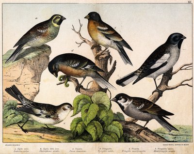 a: Sparrow (Emberiza circlus), b: Snøspurv (Plectrophanes nivalis), c: Sparrow (Pour domesticus), d: Pinson (Fringilla coelebs), e: Northern Pinson (Fringilla montifringilla), Niverolle (Montifringilla nivalis) - i “ Fuglenes naturhistorie", red. Hoep av Unknown artist