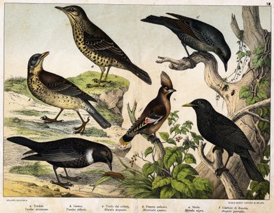 a: Trost (Turdus viscivorus), b: Trost (Turdus pilaris), c: Svarttrost (Merula torquata), d: Blåtrost (Monticola cyanus), e: Svarttrost (Merula nigra), f: Bohemian de chatterer (Ampelis garulus) - i "Natural History of Birds", red. Hoepli, Milano av Unknown artist
