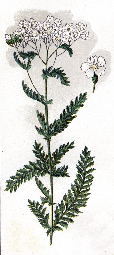 illustrasjon i Min lege - avhandling om medisin og hygiene av Dr. H.M. Menier, ca. 1907 (trykk) av Unknown Artist