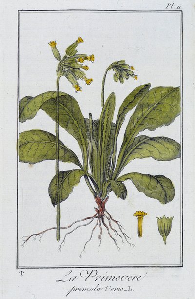 Primrose (Primula veris) - i "Øvelser i botanikk for bruk av handelsmenn", skrevet av J.C. Philibert, Imprimerie de Crapelet, Paris av Unknown artist