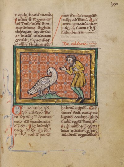 En Caladrius-fugl av Unknown artist