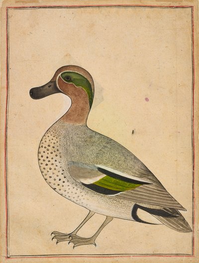En grønnvinget krikand av Unknown artist