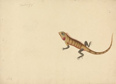 En øgle med skisser av en skorpion og en edderkopp av Unknown artist