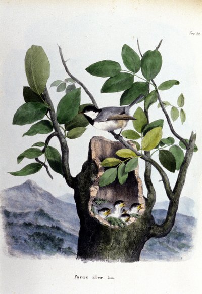 Et bord som representerer en vanlig fugl (eller spurv) nær reiret. av Unknown artist