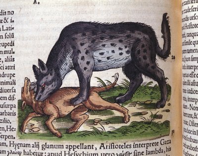 En hyene som angriper en hund fra Konrad Gesners Historiae animalium, Tiguri av Unknown artist