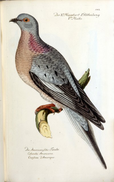 En trekkdue, nå utdødd. Zoologisk kart etter Fritsch av Unknown artist