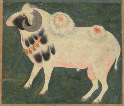 En kongelig vær med gullkjede av Unknown artist