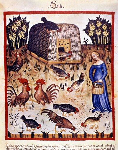 En ung kvinne i en lav hage mater høner og haner. Belysning fra melking av medisin og diett "" Tacuinum sanitatis"" av Unknown artist