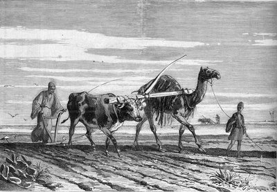 Landbruk i Egypt: en plog trukket av en ku og en kamel. Gravering i "" Le Monde Illustré"" nr. 1316 av 17. juni 1882. av Unknown artist