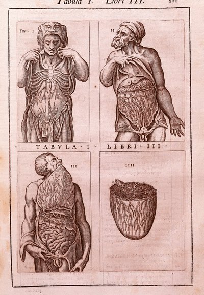Anatomisk bord som representerer: dimensjonene, muskler i mage, tarm og mage. Gravering i "" Anatomia Corporis Humani "" av Juan Valverde De Amusco (1525-1588). Tabell I, bok III. Barcelona. Biblioteca de Catalunya (nasjonalbiblioteket i Ca av Unknown artist