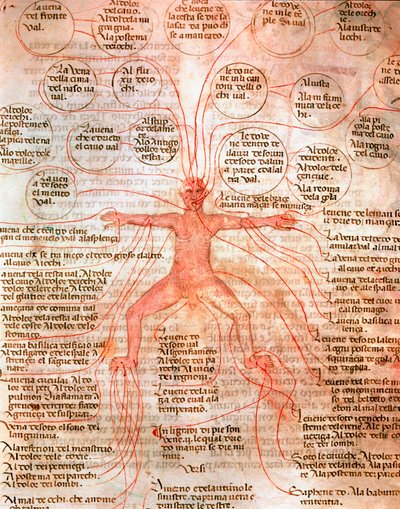 Anatomisk diagram som illustrerer blodsirkulasjonen Miniatyr fra manuskriptet "" De surgia""" Venezia Biblioteca Marciana fra 1200-tallet av Unknown artist