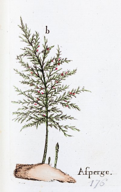 Asparges av Unknown artist