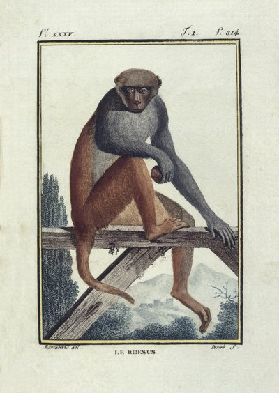 BUFON, Georges-Louis Leclerc, greve av (1707-1788). Rhesus-aper (rhesus). Illustrasjon fra «Histoire naturelle, generale et particular» av Unknown artist