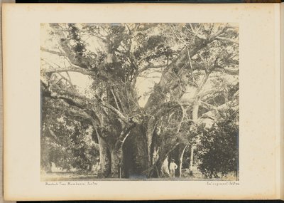 Baobab-tre. Mombasa. av Unknown artist
