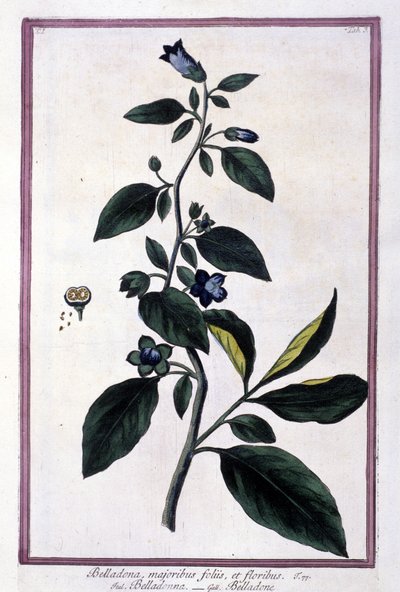 Belladonna, blomster og bær. Giftig plante brukt i medisin. Gravering etter et herbarium fra 1800-tallet. av Unknown artist