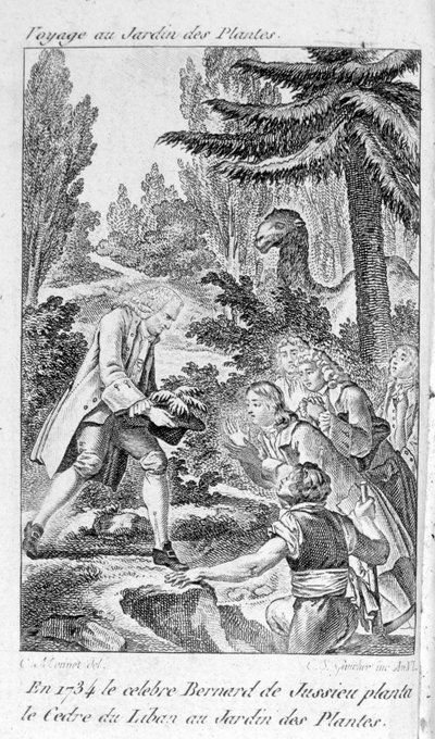 Bernard de Jussieu, fransk botaniker (1699-1777) planter en sedertre fra Libanon i plantehagen i Paris av Unknown artist