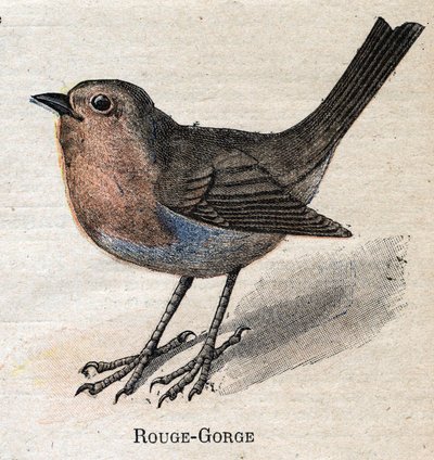 Fugler nyttige for jordbruk: Rød - strupe av Unknown artist