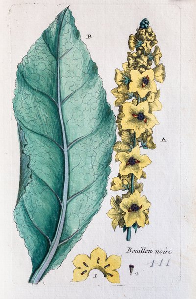 Svart mullein av Unknown artist