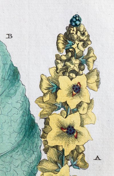 Svart mullein av Unknown artist