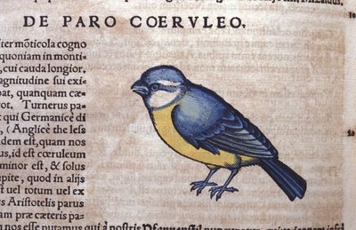 Blue Passereau i Historia Animalium av Conrad Gesner (1516 - 1565), Tiguri av Unknown artist