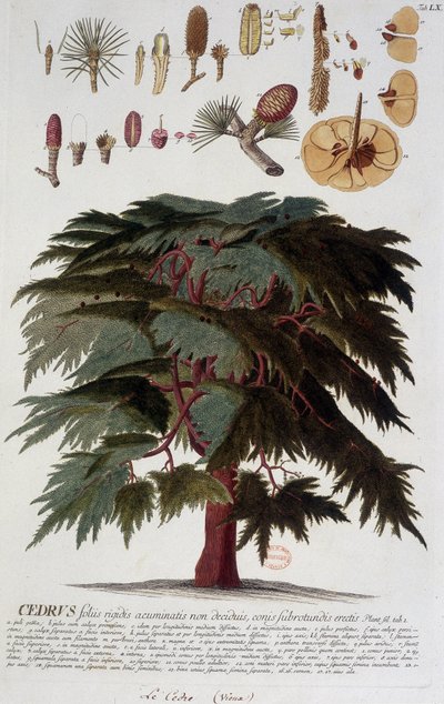 Botanisk bord: Cedar. n.d. 1800-tallet. av Unknown artist