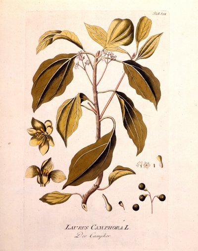 Botanisk bord: kamfer (Laurus Camphora). Gravering i "" da Icons Plantarum medicinalium"" av Joseph Jacob von Plenck, østerriksk lege og botaniker (1738-1807), Wien 1791. av Unknown artist