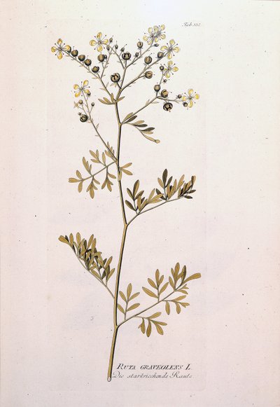 Botanisk styre: rue officinale (Ruta graveolens). I "Icons of Medicinal Plants" av J.J.Plenck, Wien, Østerrike av Unknown artist