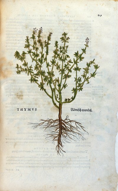 Botanisk plate: Timian (Thymus) Herbarium av Lheonard Fuchs, "History of Stirpium", Bale av Unknown artist