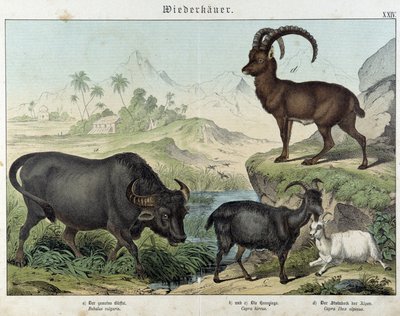 Bøffel, geit, geit og steinbukk - i "" Natural histories of pattedyr", red. Schreiber av Unknown artist