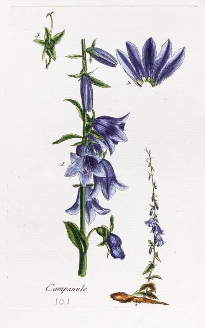 Campanula (ferskenbladet klokkeblomst) av Unknown artist