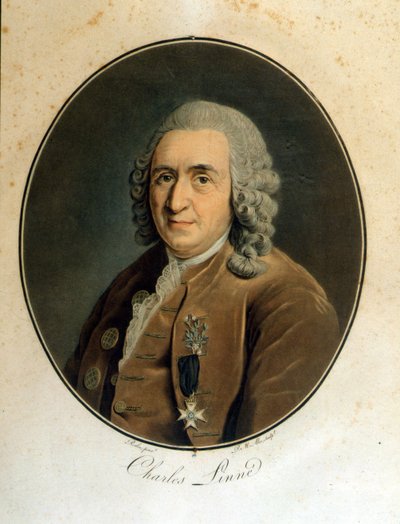 Carl Von Linné svensk naturforsker og forfatter (1707 - 1778) av Unknown artist