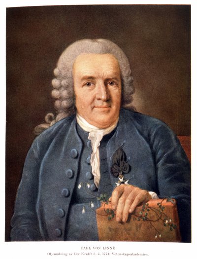 Carl Von Linné svensk naturforsker og forfatter av Unknown artist