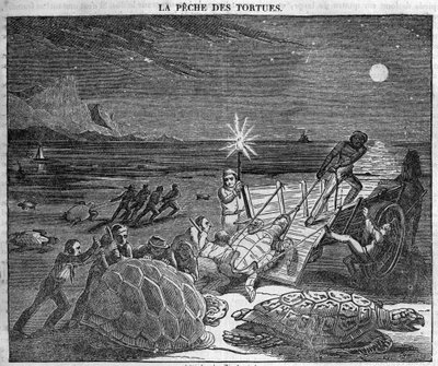 Catching Turtles on the Coast of Cuba - engraving 19th century av Unknown artist