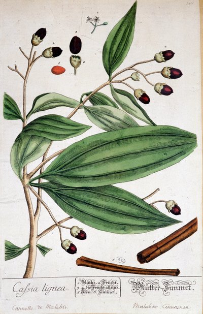 Cinnamon de Malabar (India) - botanisk bord av Unknown artist