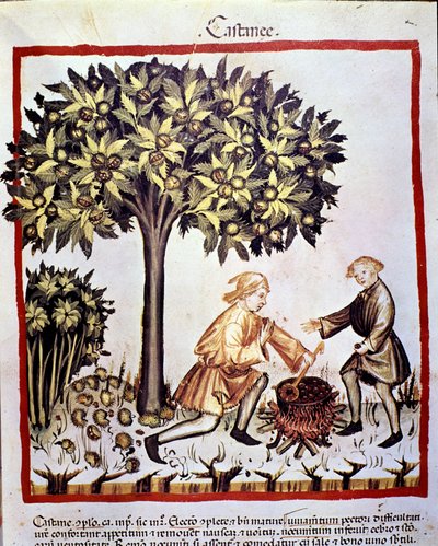 Innsamling og tilberedning av kastanjer om høsten. Belysning fra melking av medisin og diett "" Tacuinum sanitatis"" av Unknown artist