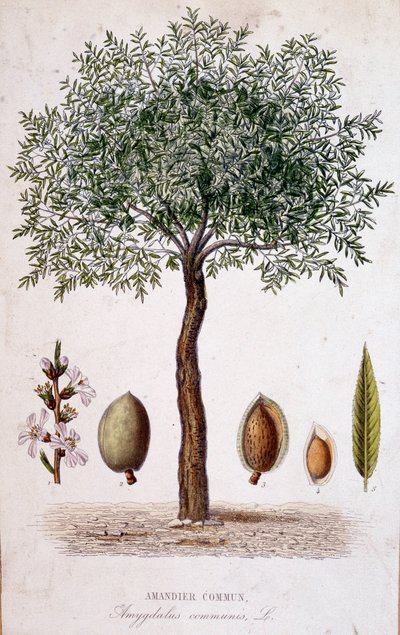 Vanlig mandeltre - botanisk bord av Unknown artist