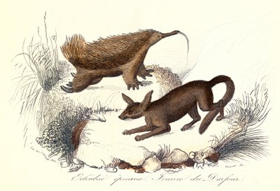 quot;Buffons komplette verkquot;: Husdyr: Piggpiggsvinet og fennekreven (gravering) av Unknown artist