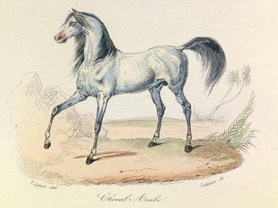 quot;Completes de Buffonquot; med Linné-nomenklatur og klassifiseringen av Cuvier: Dyr: Arabisk hest (gravering) av Unknown artist