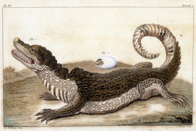 Crocodile of Surinam (Cayman) - i "" Hva er mer interessant og nysgjerrig blant dyr og mineraler for å tjene som intelligens til den generelle historien til de tre naturens styre"" av Buchoz, sent 18. S.¿ av Unknown artist