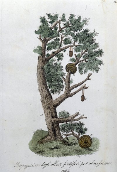 Skjæresystem for utvikling av frukttrær. Tallerken hentet fra "" Giornale dell'agricoltura, arti e tecniche"" (Revue d'agriculture, arts et techniques). 1823. av Unknown artist