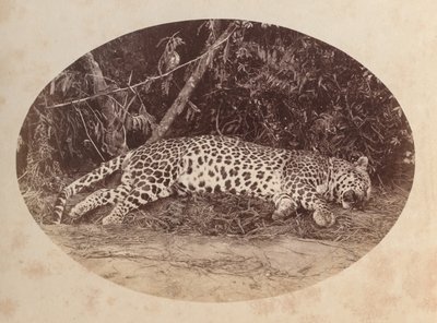 Død leopard av Unknown artist