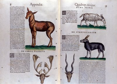 Hjort og antilope - i Historia Animalium av Conrad Gesner (1516 - 1565), Tiguri av Unknown artist