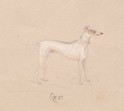 Hund av Unknown artist